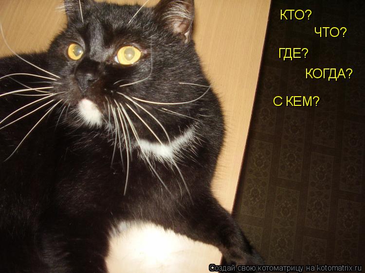 КТО? ЧТО? ГДЕ? КОГДА? С КЕМ?... Котоматрица: КТО? ЧТО? ГДЕ? КОГДА? С КЕМ?