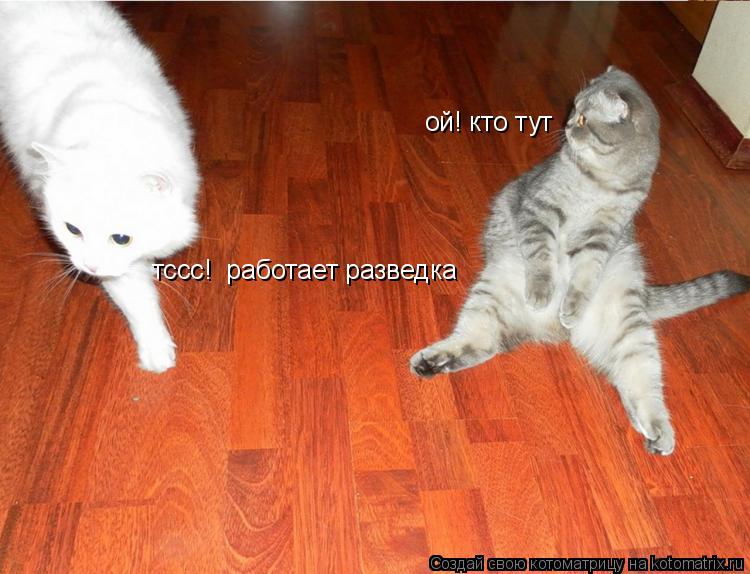 ой! кто тут тссс! работает разведка... Котоматрица: ой! кто тут тссс! работает разведка