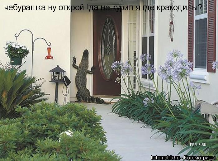 Котоматрица: чебурашка ну открой !да не курил я где кракодилы?
