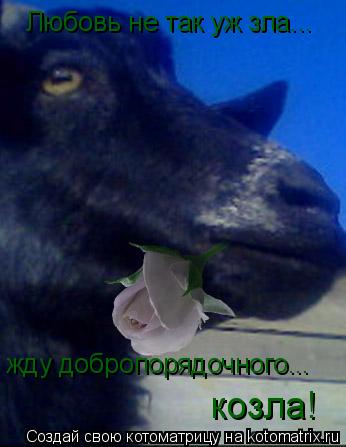 Котоматрица: Любовь не так уж зла... жду добропорядочного... козла!