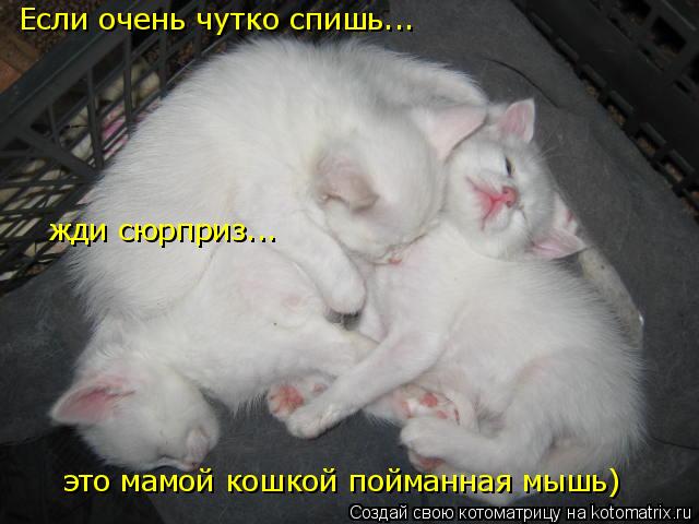 Котоматрица: Если очень чутко спишь... жди сюрприз... это мамой кошкой пойманная мышь)