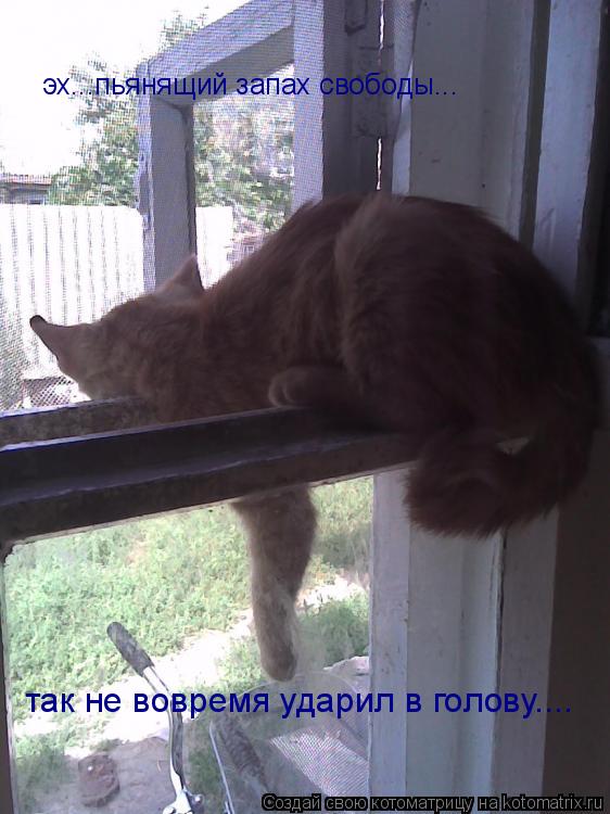 Котоматрица: эх...пьянящий запах свободы... так не вовремя ударил в голову....