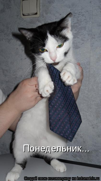 Котоматрица: Понедельник...