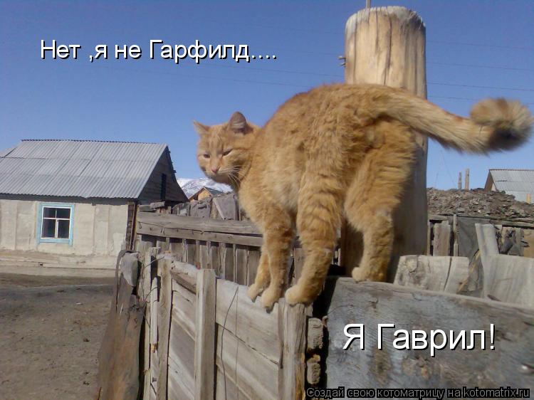 Нет ,я не Гарфилд.... Я Гаврил!... Котоматрица: Нет ,я не Гарфилд.... Я Гаврил!