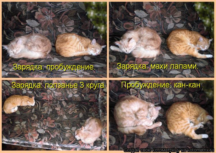 Котоматрица: Зарядка: пробуждение. Зарядка: махи лапами. Зарядка: ползанье 3 круга. Пробуждение: кан-кан