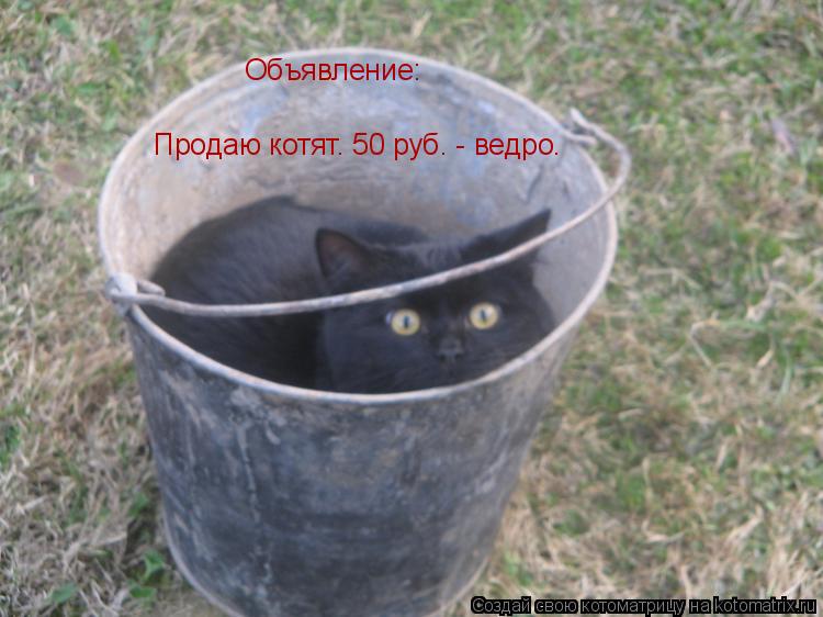 Котоматрица: Объявление: Продаю котят. 50 руб. - ведро.