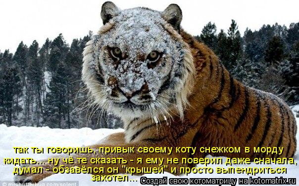 Котоматрица: так ты говоришь, привык своему коту снежком в морду  кидать... ну чё те сказать - я ему не поверил даже сначала, думал - обзавёлся он "крышей" и п