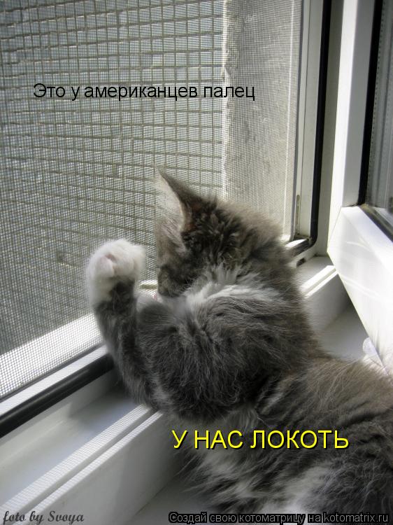 Котоматрица: У НАС ЛОКОТЬ  Это у американцев палец