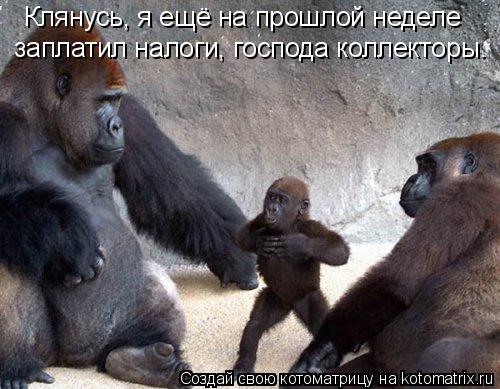 Котоматрица: Клянусь, я ещё на прошлой неделе  заплатил налоги, господа коллекторы.
