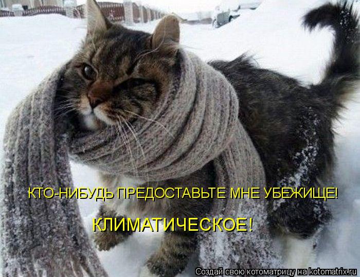 Котоматрица: КТО-НИБУДЬ ПРЕДОСТАВЬТЕ МНЕ УБЕЖИЩЕ! КЛИМАТИЧЕСКОЕ!