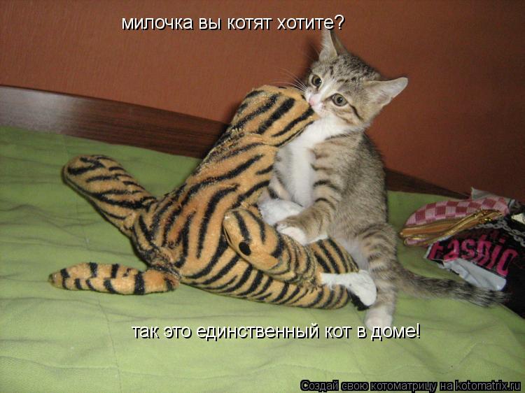 Котоматрица: милочка вы котят хотите? так это единственый кот в доме! так это единственный кот в доме!