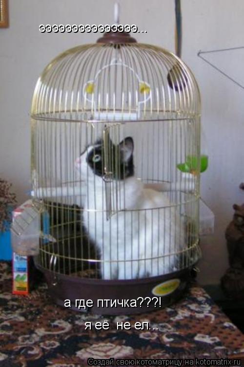 Котоматрица: эээээээээээээээ... а где птичка???! я её  не ел...