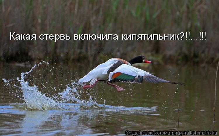 Котоматрица: Какая стервь включила кипятильник?!!...!!!