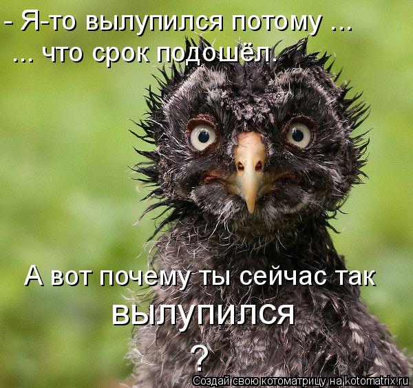 Котоматрица: ... что срок подошёл. А вот почему ты сейчас так вылупился  - Я-то вылупился потому ... ?