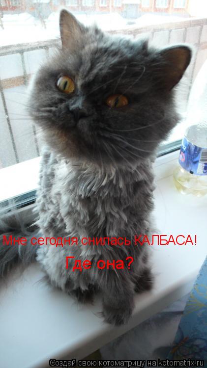 Котоматрица: Мне сегодня снилась КАЛБАСА!  Где она?