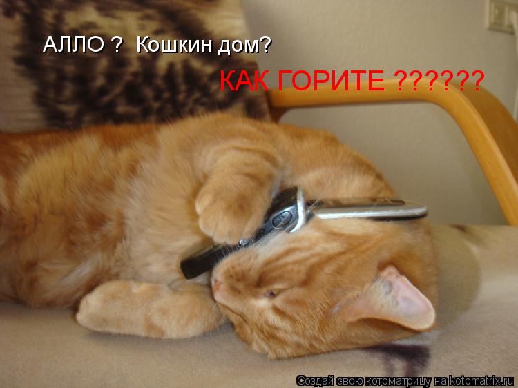 Котоматрица: АЛЛО ?  Кошкин дом? КАК ГОРИТЕ ??????