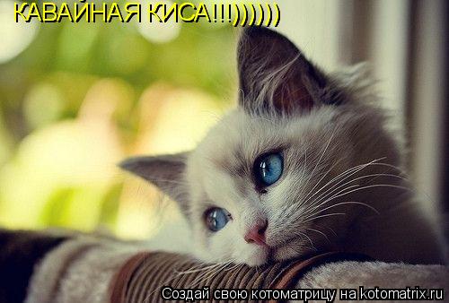 Котоматрица: КАВАЙНАЯ КИСА!!!)))))) КАВАЙНАЯ КИСА!!!)))))) КАВАЙНАЯ КИСА!!!))))))