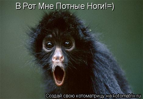 Котоматрица: В Рот Мне Потные Ноги!=)