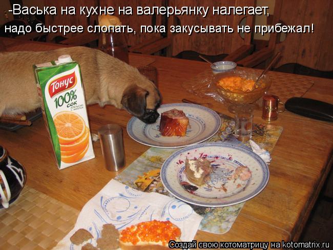Котоматрица: -Васька на кухне на валерьянку налегает, надо быстрее слопать, пока закусывать не прибежал!