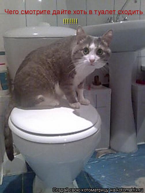 Котоматрица: Чего смотрите дайте хоть в туалет сходить !!!!!!!