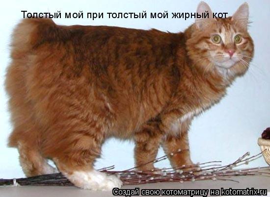 Котоматрица: Толстый мой при толстый мой жирный кот