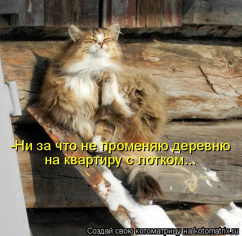 Котоматрица: -Ни за что не променяю деревню на квартиру с лотком...