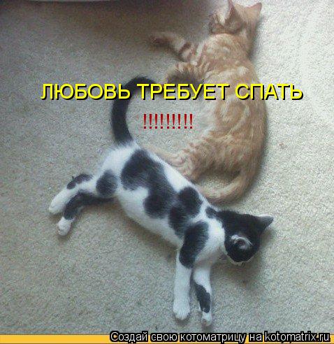 Котоматрица: ЛЮБОВЬ ТРЕБУЕТ СПАТЬ !!!!!!!!!