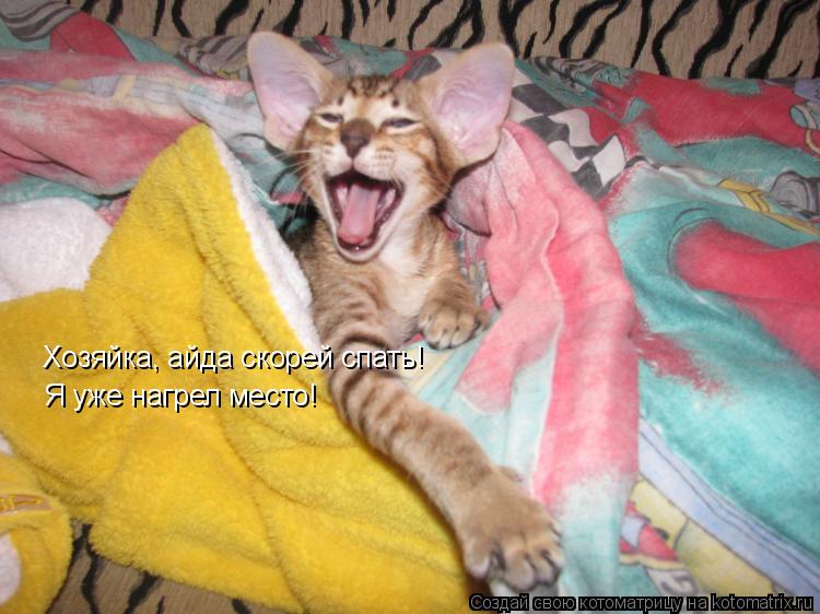 Котоматрица: Хозяйка, айда скорей спать! Я уже нагрел место!