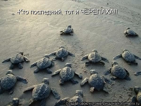 Котоматрица: -Кто последний, тот и ЧЕРЕПАХА!!
