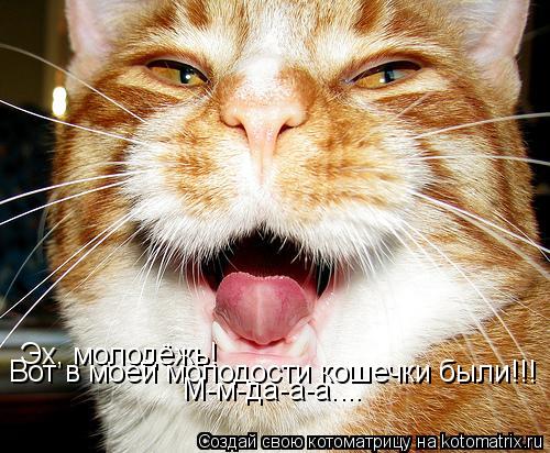 Котоматрица: Эх, молодёжь! Вот в моей молодости кошечки были!!! М-м-да-а-а....
