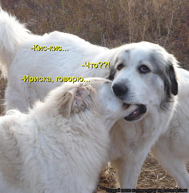 Котоматрица: -Кис-кис... -Что??! -Ириска, говорю...