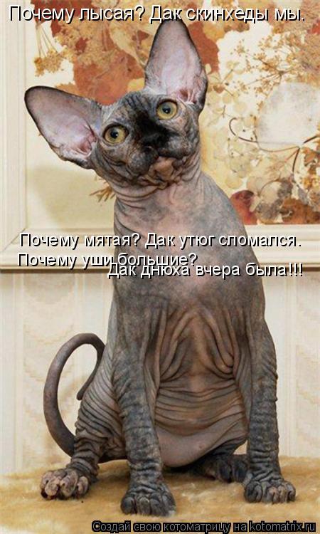 Котоматрица: Почему лысая? Дак скинхеды мы. Почему мятая? Дак утюг сломался. Почему уши большие? Дак днюха вчера была!!!