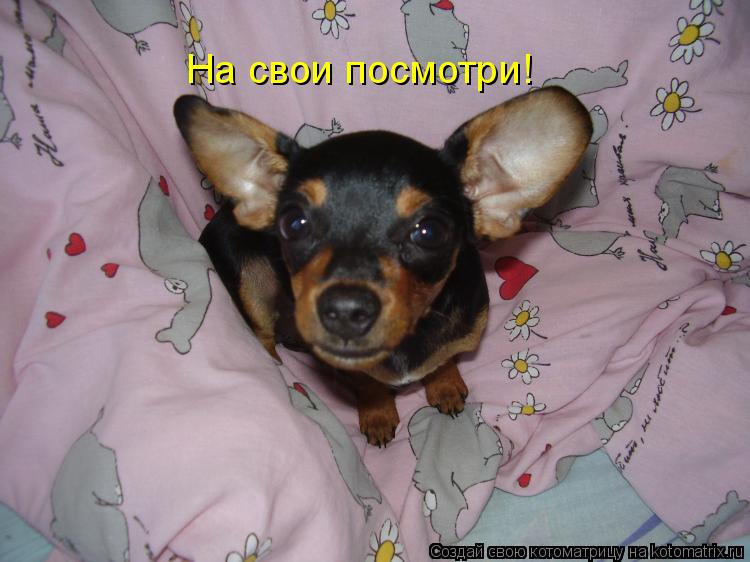 Котоматрица: На свои посмотри!