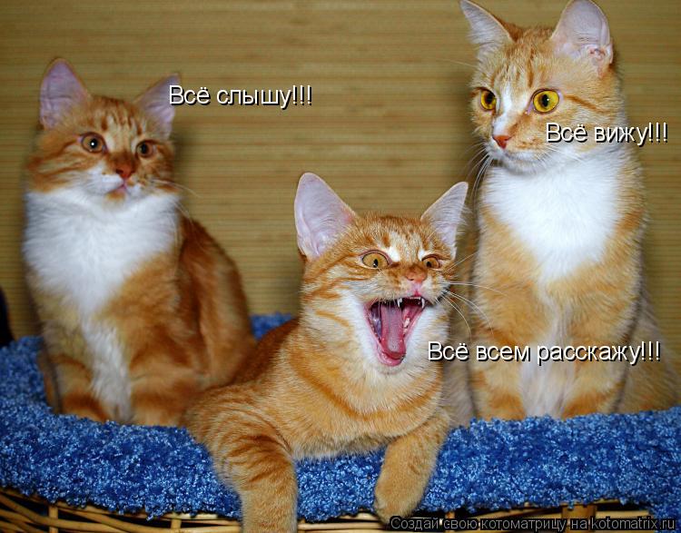 Котоматрица: Всё слышу!!! Всё вижу!!! Всё всем расскажу!!!