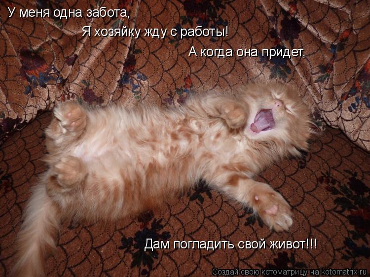 Котоматрица: У меня одна забота, Я хозяйку жду с работы! А когда она придет, Дам погладить свой живот!!!