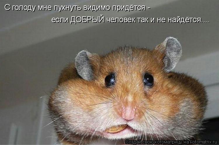 Котоматрица: С голоду мне пухнуть видимо придётся - если ДОБРЫЙ человек так и не найдётся....