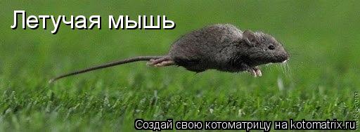 Котоматрица: Летучая мышь