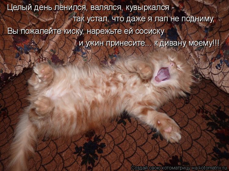 Котоматрица: Целый день ленился, валялся, кувыркался - так устал, что даже я лап не подниму, Вы пожалейте киску, нарежьте ей сосиску и ужин принесите... к ди