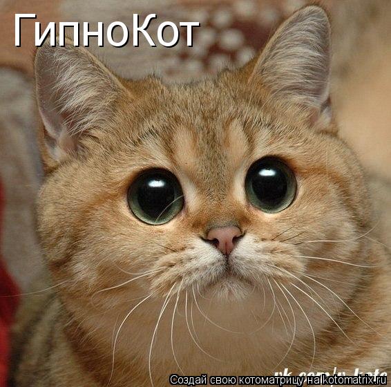 Котоматрица: ГипноКот