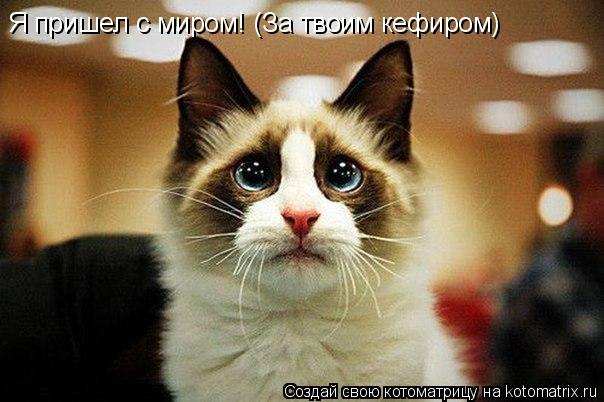Котоматрица: Я пришел с миром! (За твоим кефиром)