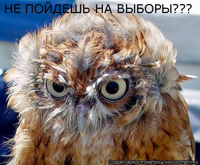 Котоматрица: НЕ ПОЙДЕШЬ НА ВЫБОРЫ???