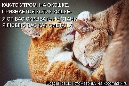 Котоматрица: КАК-ТО УТРОМ, НА ОКОШКЕ, ПРИЗНАЕТСЯ КОТИК КОШКЕ- Я ОТ ВАС СКРЫВАТЬ НЕ СТАНУ, Я ЛЮБЛЮ ВАС,КАК СМЕТАНУ!