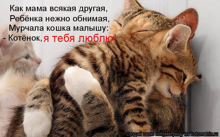 Как мама всякая другая, Ребёнка нежно обнимая, Мурчала кошка малышу: - Котёнок, я тебя люблю!... Котоматрица: Как мама всякая другая, Ребёнка нежно обнимая, Мурчала кошка малышу: - Котёнок, я тебя люблю!