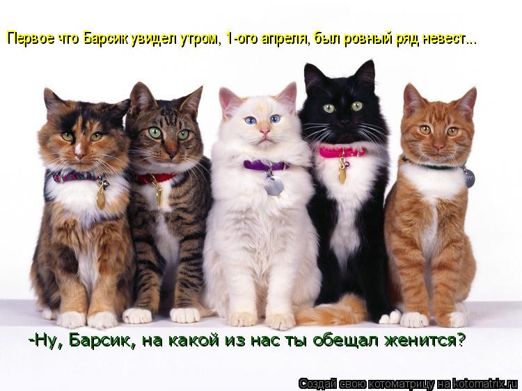 Котоматрица: Первое что Барсик увидел утром, 1-ого апреля, был ровный ряд невест... -Ну, Барсик, на какой из нас ты обещал женится?