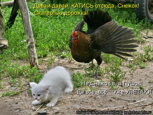 Котоматрица: - Не Снежок я, а Пушок! Да всё, всё... Уже УЛЕТАЮ! - Давай-давай, КАТИСЬ отсюда, Снежок!  Скатертью дорожка!