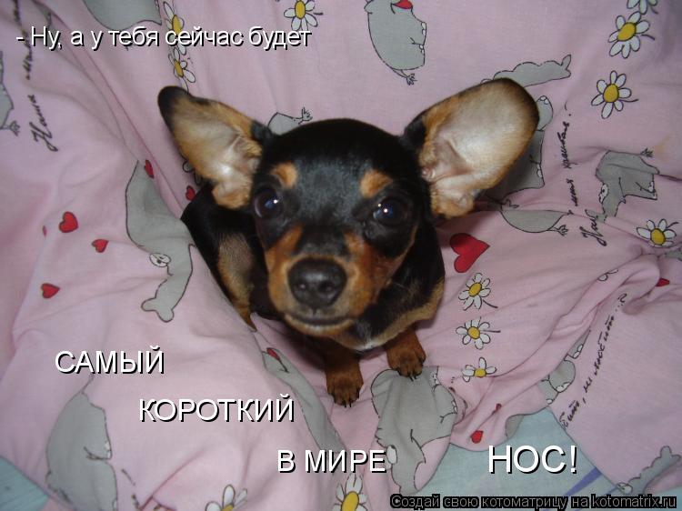Котоматрица: - Ну, а у тебя сейчас будет САМЫЙ КОРОТКИЙ В МИРЕ НОС!