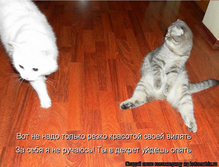 Котоматрица: Вот не надо только резко красотой своей вилять За себя я не ручаюсь! Ты в декрет уйдёшь опять