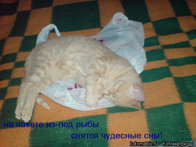 Котоматрица: на пакете из-под рыбы снятся чудесные сны!