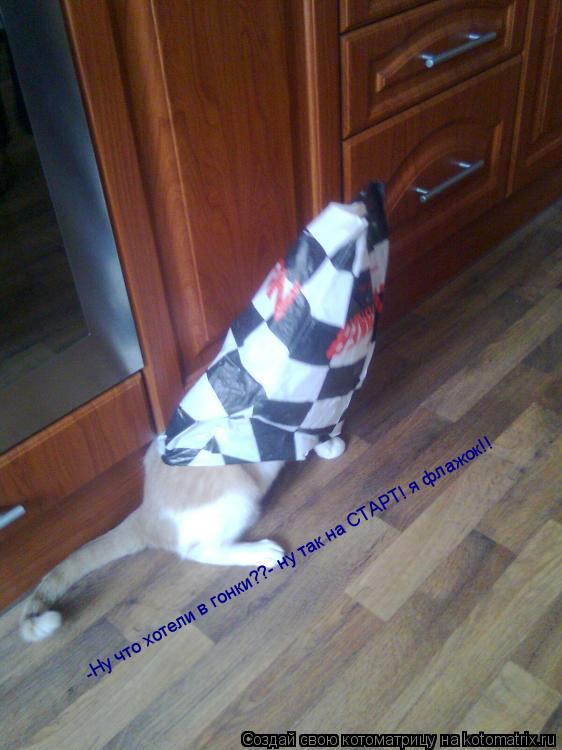 Котоматрица: -Ну что хотели в гонки??- ну так на СТАРТ! я флажок!!