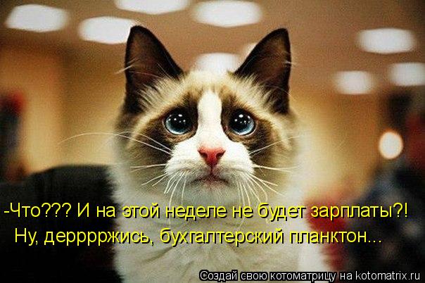 Котоматрица: -Что??? И на этой неделе не будет зарплаты?! Ну, дерррржись, бухгалтерский планктон...